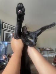 Lost Male Cat last seen At home, Macon, GA 31206