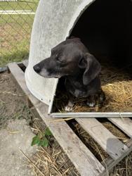 Found/Stray Female Dog last seen Sandy Grove Road off Chason Road, Robeson County, NC 28357