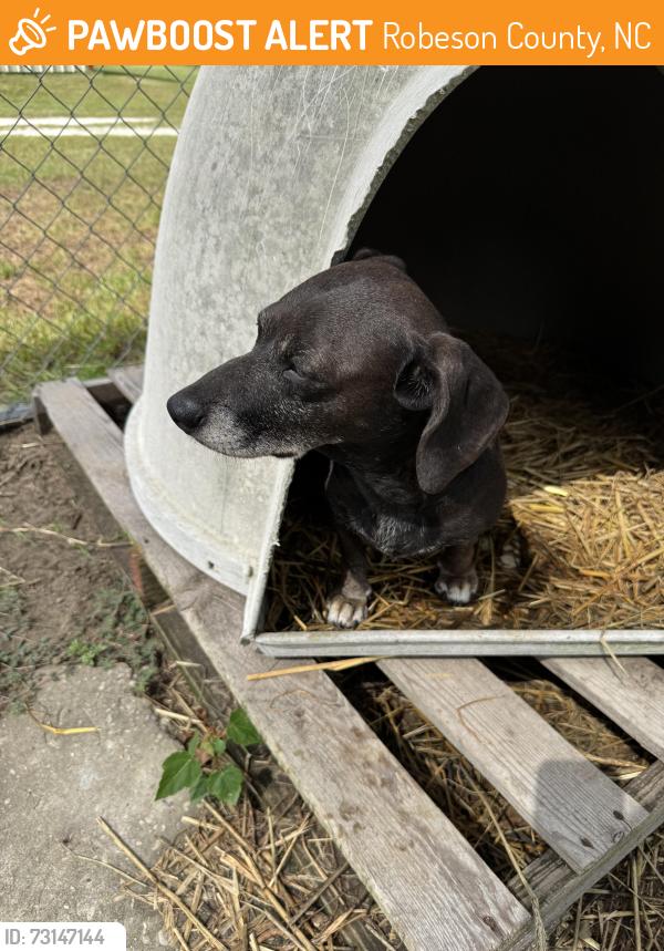 Found/Stray Female Dog last seen Sandy Grove Road off Chason Road, Robeson County, NC 28357