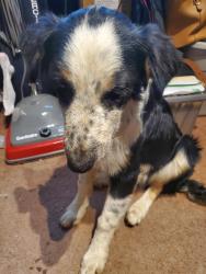 Found/Stray Male Dog last seen Angeles Hwy, Acton, CA 93510