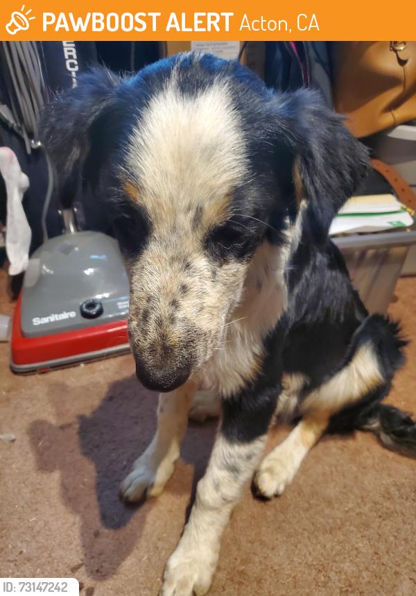 Found/Stray Male Dog last seen Angeles Hwy, Acton, CA 93510
