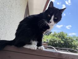 Lost Male Cat last seen Evansdale school, Edmonton, AB T5E 2N7