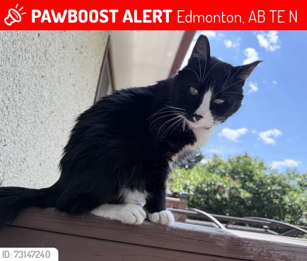 Lost Male Cat last seen Evansdale school, Edmonton, AB T5E 2N7