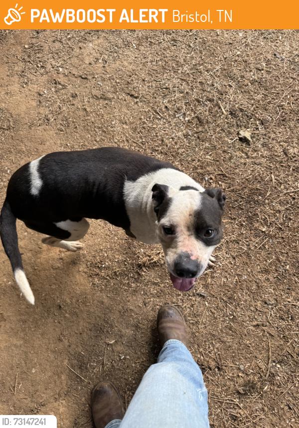 Found/Stray Male Dog last seen Rootie Branch off 421 Hwy, Bristol, TN 37620