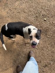Found/Stray Male Dog last seen Rootie Branch off 421 Hwy, Bristol, TN 37620