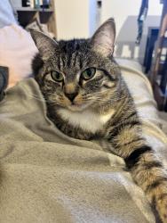 Lost Male Cat last seen Near queensberry Avenue, Clarkston, Scotland G76 7DX