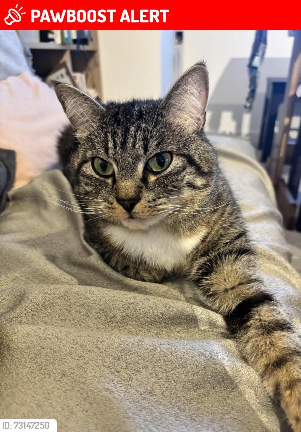 Lost Male Cat last seen Near queensberry Avenue, Clarkston, Scotland G76 7DX