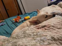 Reunited Male Dog last seen Dollar General, Haltom City, TX 76137