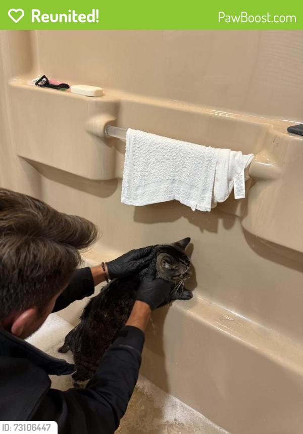 Reunited Male Cat last seen Deforest, Niles, OH 44446