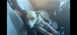 Found/Stray Female Dog last seen Saticoy and Canoga Avenue, Los Angeles, CA 91304