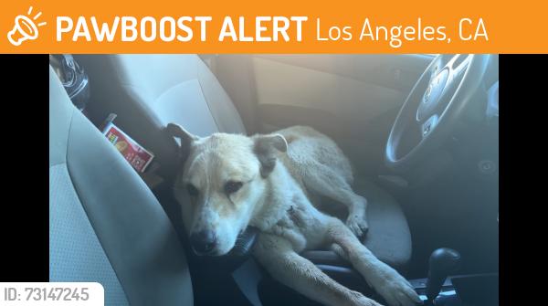 Found/Stray Female Dog last seen Saticoy and Canoga Avenue, Los Angeles, CA 91304