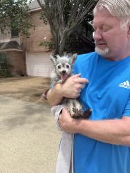 Reunited Unknown Dog last seen Park springs and pleasent ridge, Arlington, TX 76016