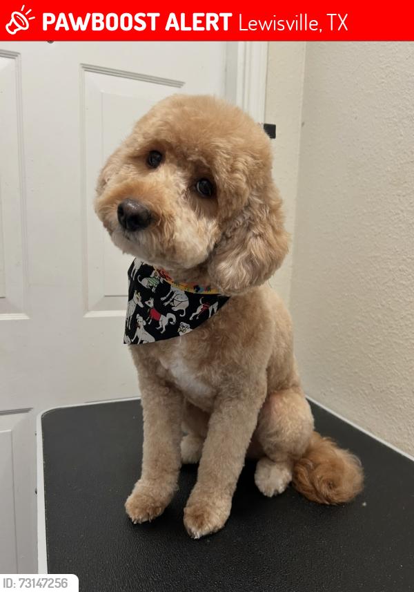 Lost Female Dog last seen W College St, Lewisville, TX 75057
