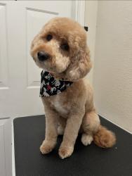 Lost Female Dog last seen W College St, Lewisville, TX 75057