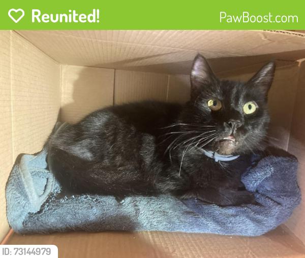 Reunited Male Cat last seen Navada St. “Hilton Homes”, Union City, CA 94587