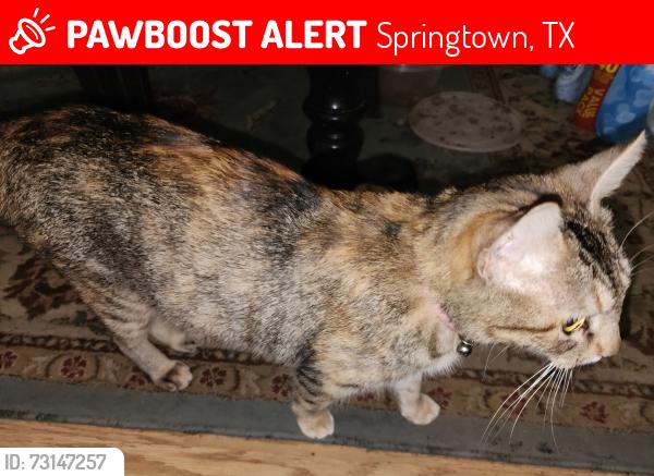 Lost Female Cat last seen McVoid rd and cr 4797, Springtown, TX 76082