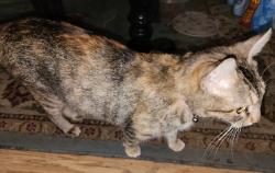 Lost Female Cat last seen McVoid rd and cr 4797, Springtown, TX 76082