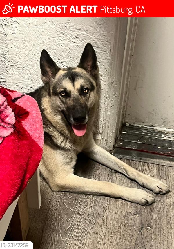 Lost Male Dog last seen Near Railroad Ave., Pittsburg, CA 94565