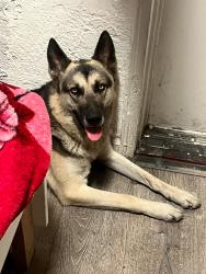 Lost Male Dog last seen Near Railroad Ave., Pittsburg, CA 94565