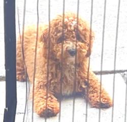 Lost Male Dog last seen Monterey blvd & Serra dr, San Leandro, CA 94578