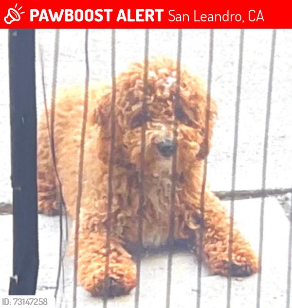 Lost Male Dog last seen Monterey blvd & Serra dr, San Leandro, CA 94578