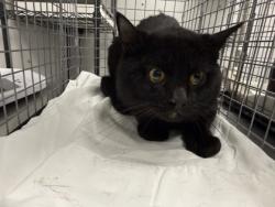 Shelter Stray Male Cat last seen Days Inn, Pigeon Forge, TN, 1008 Old Knoxville Hwy, Sevierville, TN 37862, USA
