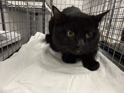 Shelter Stray Male Cat last seen Days Inn, Pigeon Forge, TN, 1008 Old Knoxville Hwy, Sevierville, TN 37862, USA