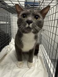 Shelter Stray Male Cat last seen Days Inn, Pigeon Forge, TN, 1008 Old Knoxville Hwy, Sevierville, TN 37862, USA