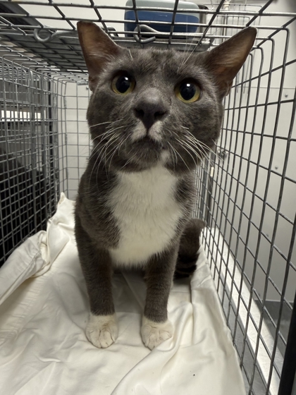 Shelter Stray Male Cat last seen Days Inn, Pigeon Forge, TN, 1008 Old Knoxville Hwy, Sevierville, TN 37862, USA