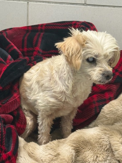 Shelter Stray Female Dog last seen Near S MacArthur Blvd, Coppell, TX, 821 S Coppell Rd, Coppell, TX 75019, USA