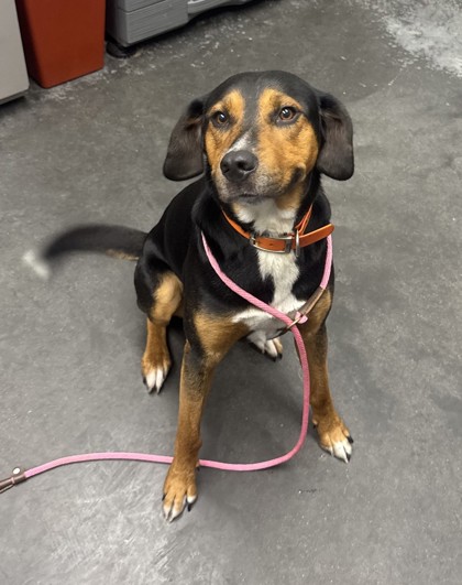 Shelter Stray Male Dog last seen Near Nexton Parkway Ext, Berkeley County, SC, 2455 Remount Rd, North Charleston, SC 29406, USA