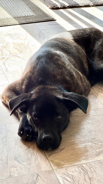Shelter Stray Male Dog last seen S Thompson Ave & E Clayton Ave, Fowler Zone Fresno CO 3 93625, CA, 1510 W Dan Ronquillo Dr, Fresno, CA 93706, USA