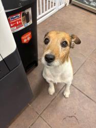 Shelter Stray Male Dog last seen Near Meadowlark, District 4 - South Cleburne, TX, 2375 Service Dr, Cleburne, TX 76033, USA