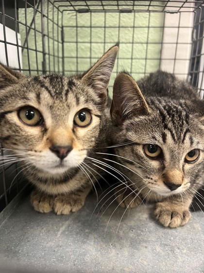 Shelter Stray Female Cat last seen Near Blk of Hyde Park, District 2 - West Cleburne,, 2375 Service Dr, Cleburne, TX 76033, USA