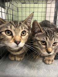 Shelter Stray Female Cat last seen Near Blk of Hyde Park, District 2 - West Cleburne,, 2375 Service Dr, Cleburne, TX 76033, USA