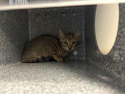 Shelter Stray Female Cat last seen Near N Main, District 1 - North Cleburne, TX, 2375 Service Dr, Cleburne, TX 76033, USA