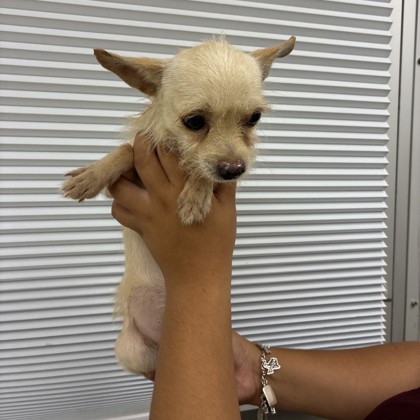 Shelter Stray Male Dog last seen High Country Dr & FM 2223, Brazos County, TX, 5359 Leonard Rd, Bryan, TX 77807, USA