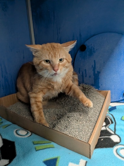 Shelter Stray Male Cat last seen Near Niagara St, City of Eau Claire, WI, 3900 Old Town Hall Rd, Eau Claire, WI 54701, USA