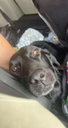 Reunited Female Dog last seen Kingsport Hwy area and surrounding locations, Kingsport, TN 37664