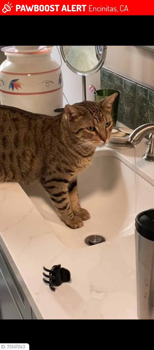 Found/Stray Male Cat last seen Hermes and Jason, Encinitas, CA 92024