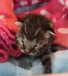 Shelter Stray Unknown Cat last seen Near S Indiana St, Carmel City, IN, 10501 Hague Rd, Fishers, IN 46038, USA