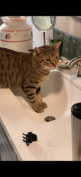 Reunited Male Cat last seen Hermes and Jason, Encinitas, CA 92024