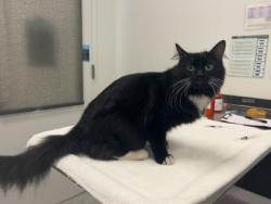 Shelter Stray Female Cat last seen NE 39th St & NE 38th Ter., 64116, MO, 7077 Elmwood Ave, Kansas City, MO 64132, USA