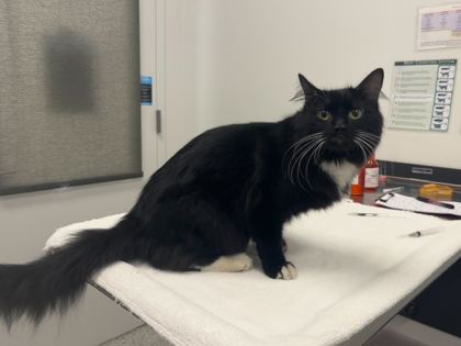 Shelter Stray Female Cat last seen NE 39th St & NE 38th Ter., 64116, MO, 7077 Elmwood Ave, Kansas City, MO 64132, USA