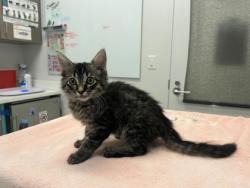 Shelter Stray Female Cat last seen Worlds of Fun Dr, 64161, 64161, MO, 7077 Elmwood Ave, Kansas City, MO 64132, USA