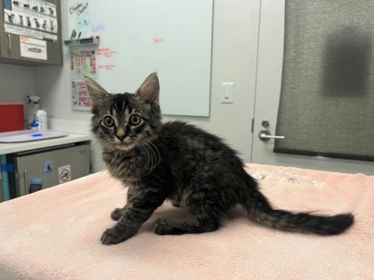 Shelter Stray Female Cat last seen Worlds of Fun Dr, 64161, 64161, MO, 7077 Elmwood Ave, Kansas City, MO 64132, USA