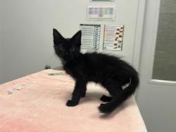 Shelter Stray Male Cat last seen Worlds of Fun Dr, 64161, 64161, MO, 7077 Elmwood Ave, Kansas City, MO 64132, USA