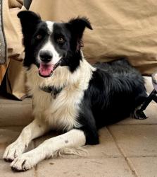 Shelter Stray Male Dog last seen Near LOMA JACINTO DR, EL PASO, TX, 79938, CITY of El Paso, TX, 5001 Fred Wilson Ave, El Paso, TX 79906, USA