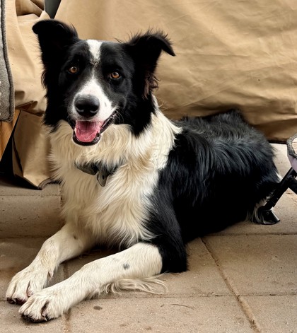 Shelter Stray Male Dog last seen Near LOMA JACINTO DR, EL PASO, TX, 79938, CITY of El Paso, TX, 5001 Fred Wilson Ave, El Paso, TX 79906, USA