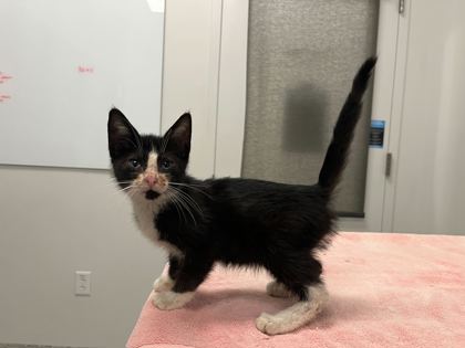 Shelter Stray Male Cat last seen E 88th St, 64138, 64138, MO, 7077 Elmwood Ave, Kansas City, MO 64132, USA